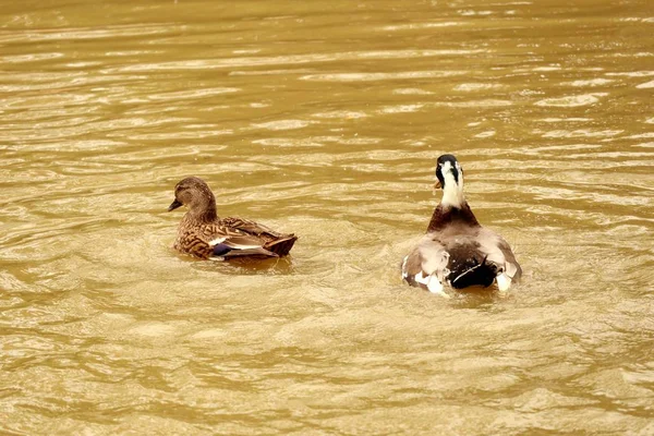 Die Enten auf dem Fluss — Stockfoto