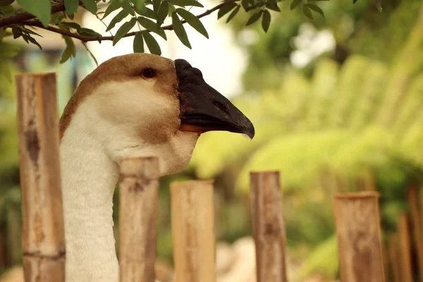 Goose neck in nature — Stock Photo, Image