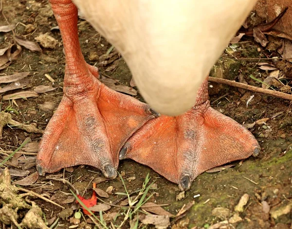 Pie de gallina en la naturaleza —  Fotos de Stock