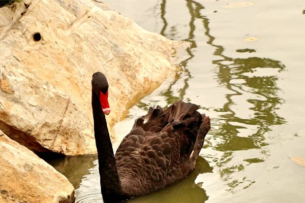 Cisne negro no lago — Fotografia de Stock