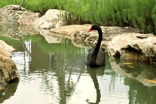 Cisne negro en el lago —  Fotos de Stock