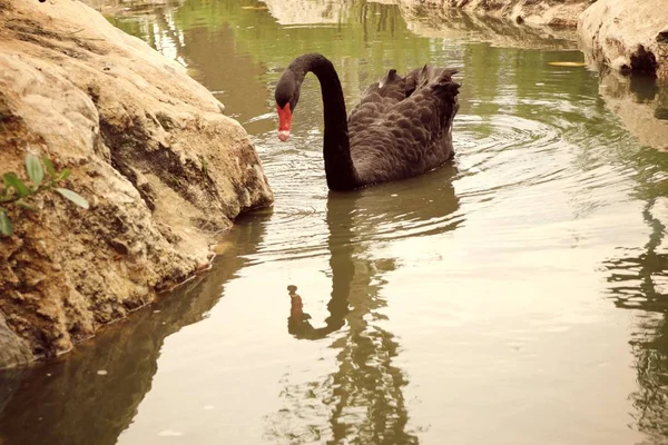 Cisne negro en el lago —  Fotos de Stock