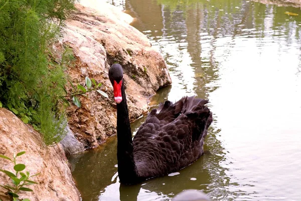 Black swan in lake — Stock Photo, Image