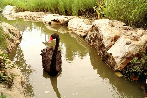 Cisne negro en el lago —  Fotos de Stock