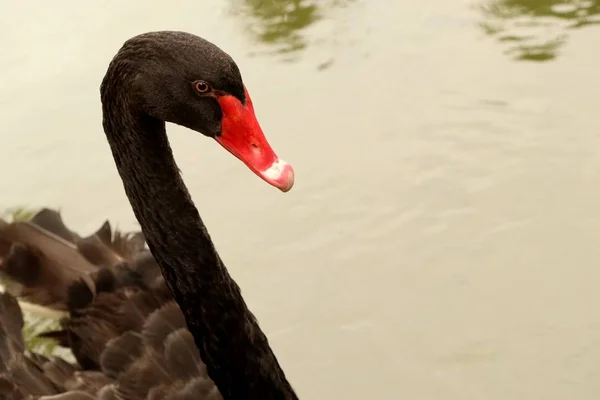 Cisne negro en el lago —  Fotos de Stock