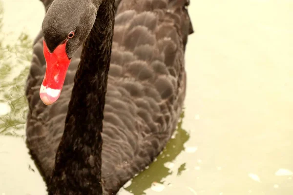 Cisne negro no lago — Fotografia de Stock