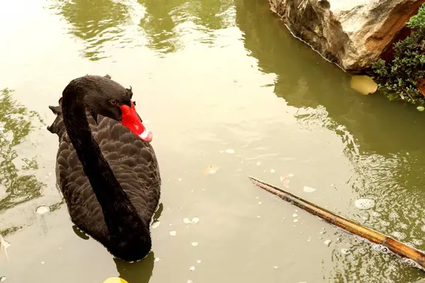 Black swan in lake — Stock Photo, Image