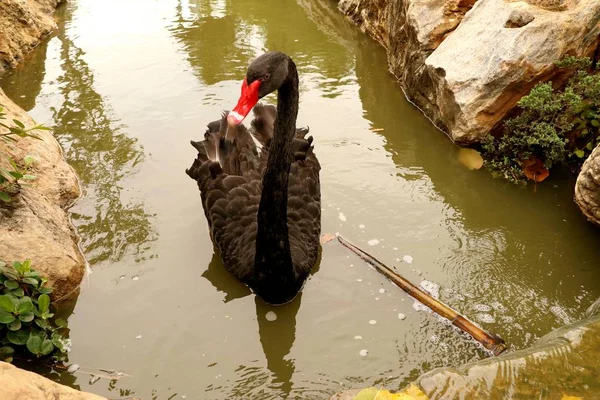 Black swan in lake — Stock Photo, Image