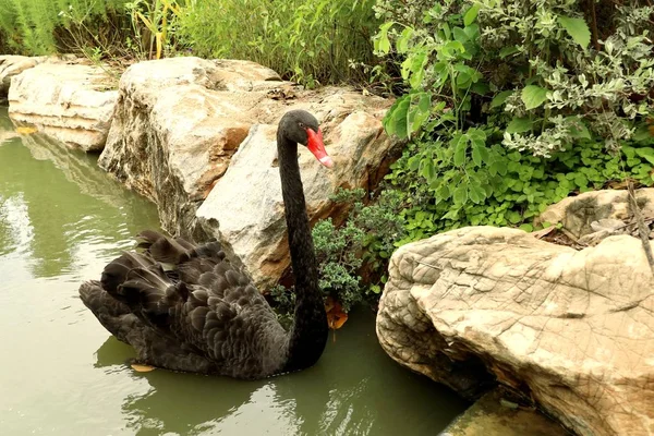 Gölde siyah kuğu — Stok fotoğraf