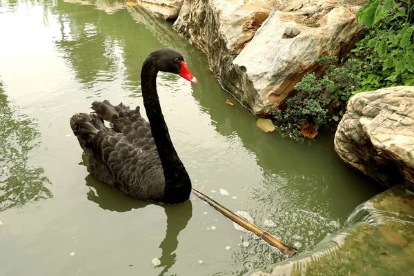 Cisne negro en el lago — Foto de Stock