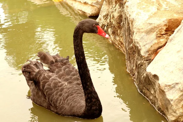 Cisne negro no lago — Fotografia de Stock