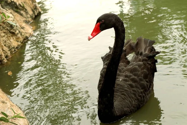 호수에 사는 검은 백조 — 스톡 사진