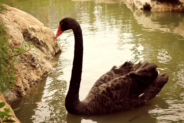 Cisne negro en el lago — Foto de Stock