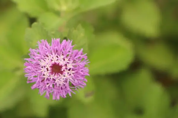 Roze bloemen in de natuur — Stockfoto