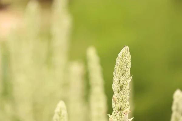 Grasblumen in der Natur — Stockfoto