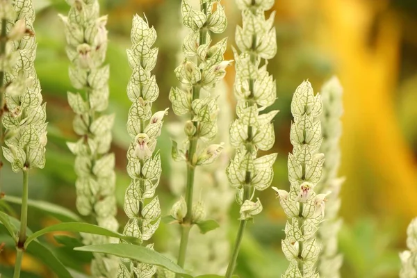 Flores de hierba en la naturaleza — Foto de Stock