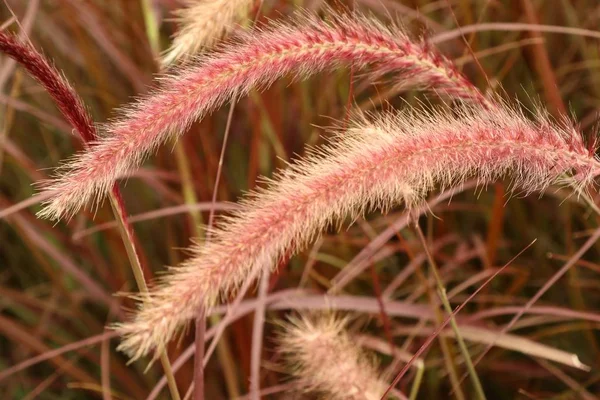 Grass flowers in nature — Stock Photo, Image
