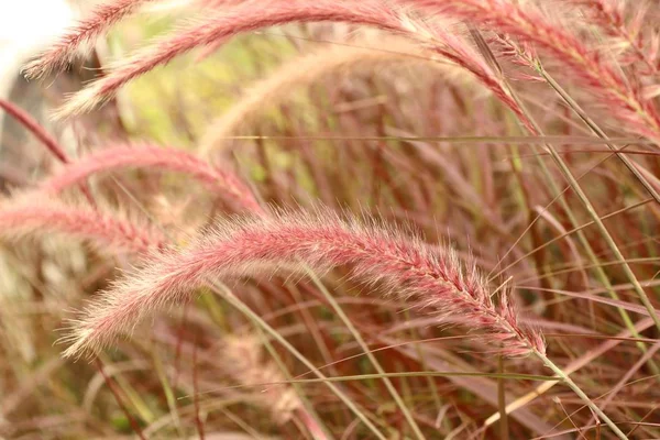 Gras bloemen in de natuur — Stockfoto