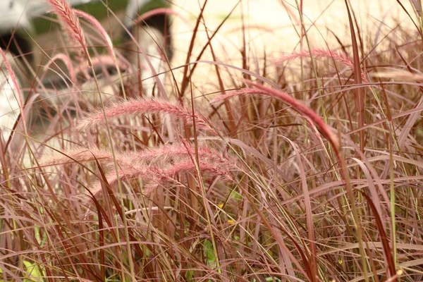自然の中の草の花 — ストック写真