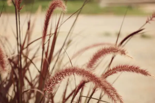 自然の中の草の花 — ストック写真