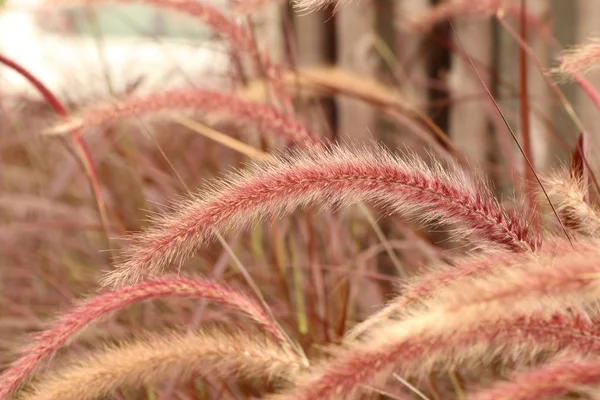 Flores de grama na natureza — Fotografia de Stock