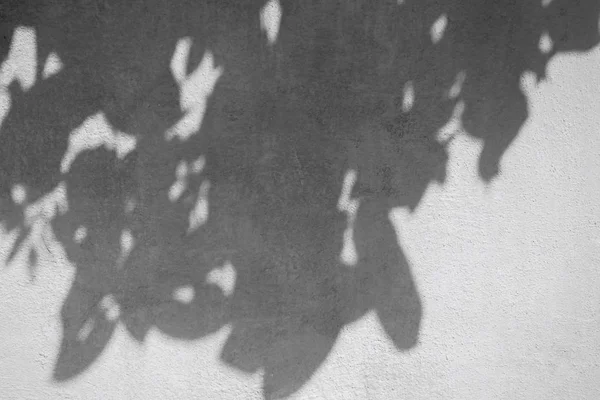 Orange wall and leaf shadow — Stock Photo, Image