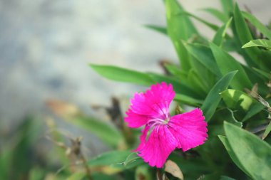 doğada pembe çiçekler