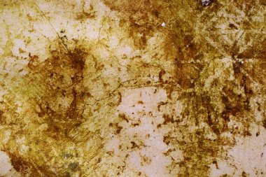 Moss ile çimento zemin