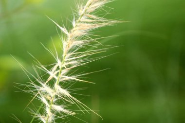 doğada çimen çiçekler