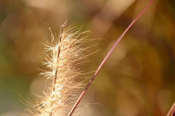 自然の中の草の花 — ストック写真