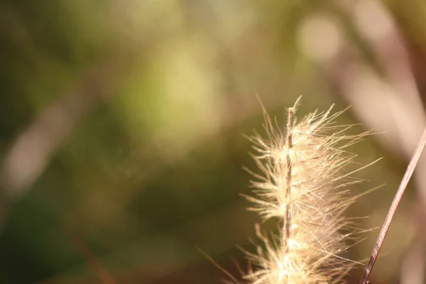 Grasblumen in der Natur — Stockfoto