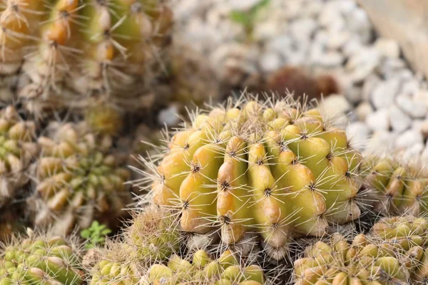 Cactus on white stone — Stock Photo, Image