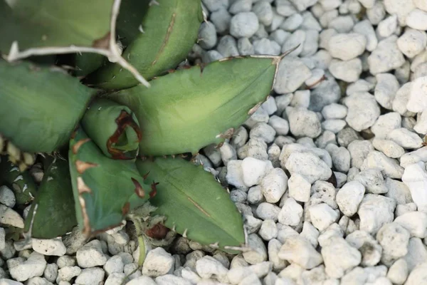 Cactus sobre piedra blanca —  Fotos de Stock