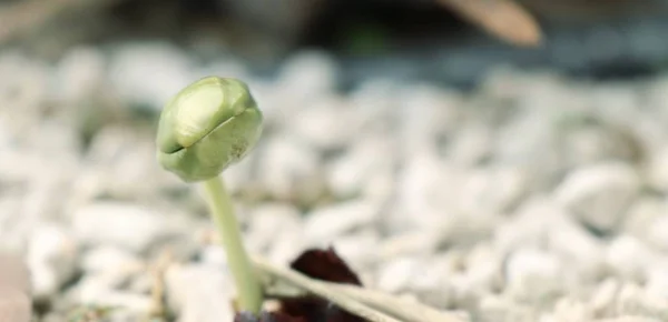 Planta i naturen — Stockfoto