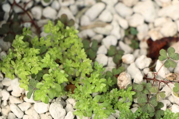 Planta i naturen — Stockfoto