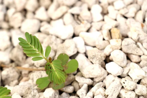 Sapling in the nature — Stock Photo, Image