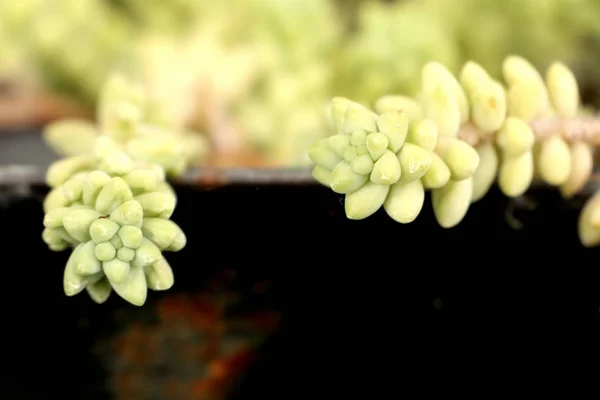 Cactus sobre piedra blanca — Foto de Stock