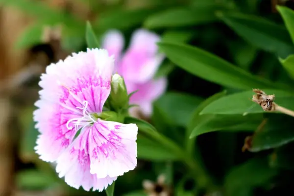 Fleurs roses dans la nature — Photo