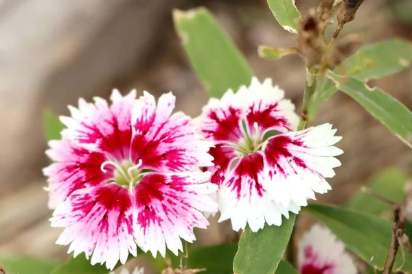 Pink flowers in nature — Stock Photo, Image