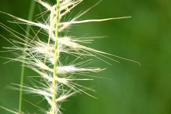 Grass flowers in nature — Stock Photo, Image