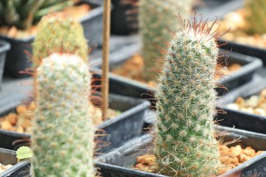 doğa Dükkanı kaktüs