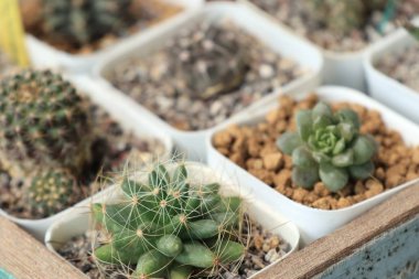 doğa Dükkanı kaktüs