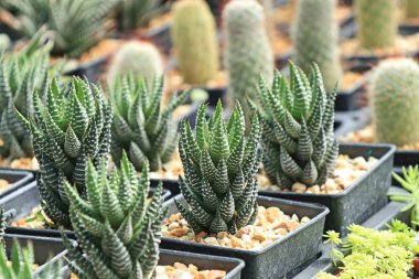 doğa Dükkanı kaktüs