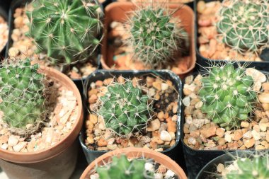 doğa Dükkanı kaktüs