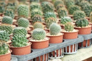 doğa Dükkanı kaktüs