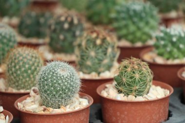 doğa Dükkanı kaktüs