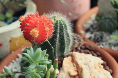 doğa Dükkanı kaktüs