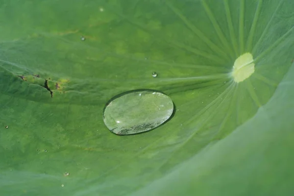 Druppels op blad van lotus — Stockfoto