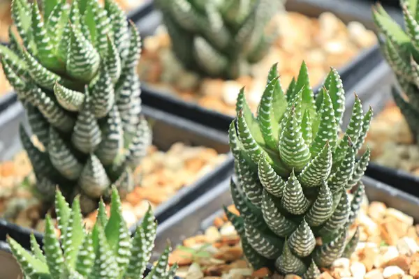 Shop cactus i naturen — Stockfoto