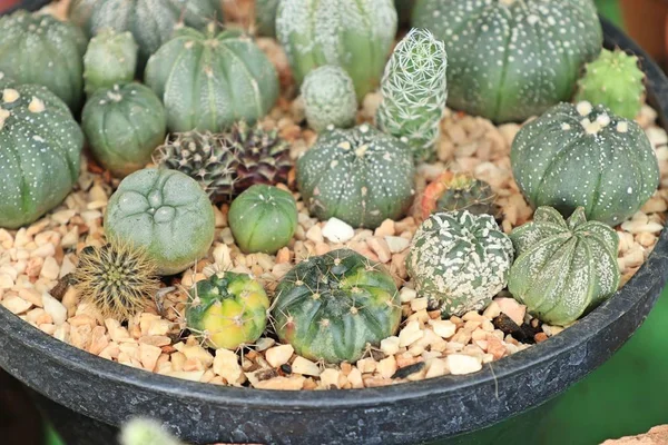 Shop cactus in nature — Stock Photo, Image